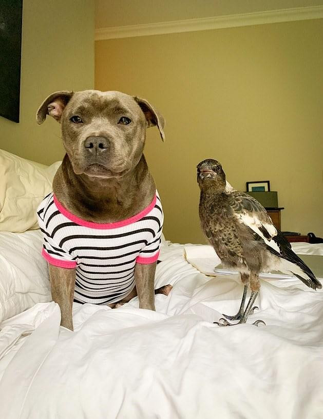 Сорок бросать. Бросать на ветер фразеологизм. Собака пегги и птица. Сорок бросать. Невеста кидает букет.