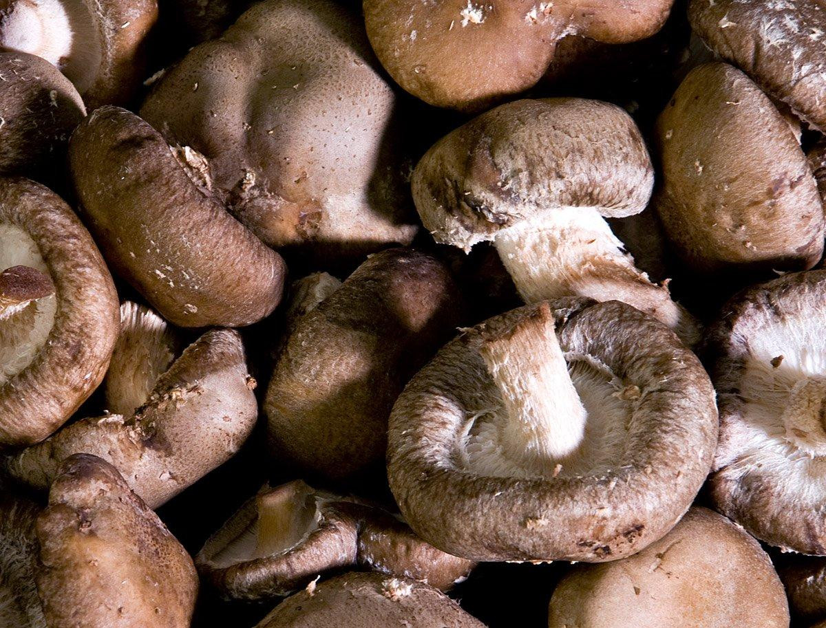 Условия выращивания шиитаке. Шиитаке Lentinula edodes. Шиитаке Shiitake (Lentinula edodes). Грибы японские шитаки. Шиитаке и трутовик.