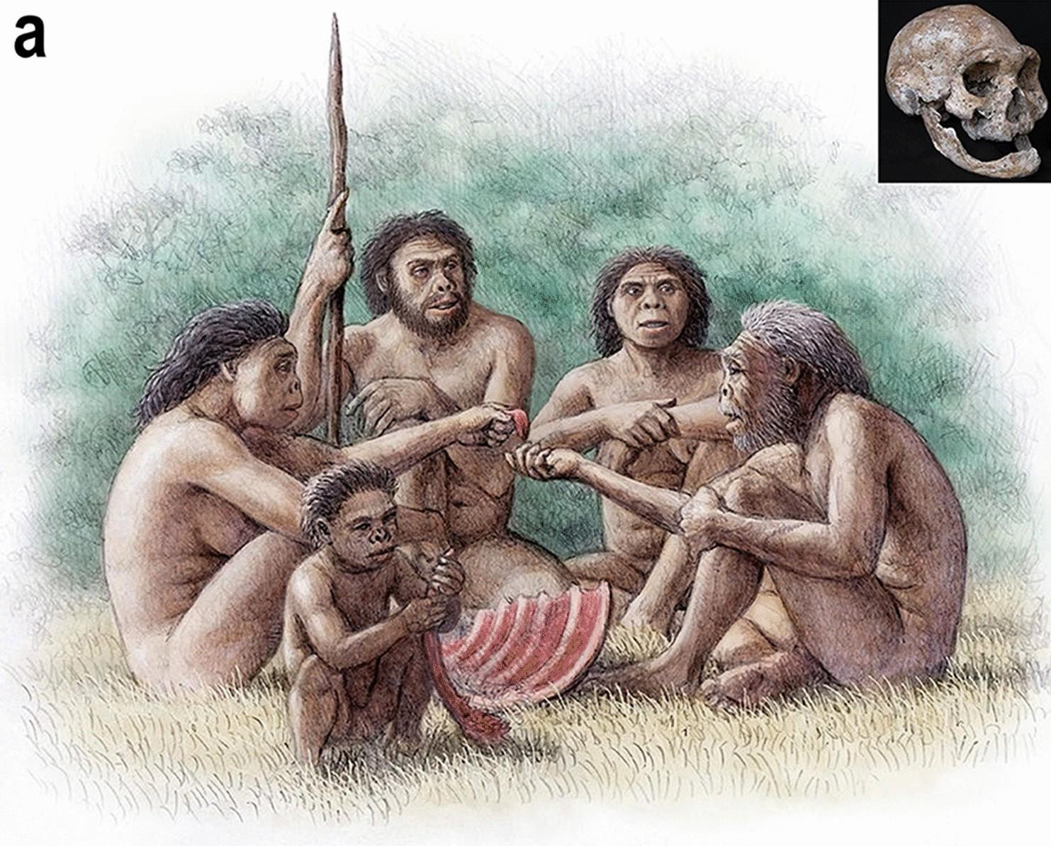 Homo sapiens животное. Homo georgicus реконструкция. Дманиси стоянка первобытного человека.