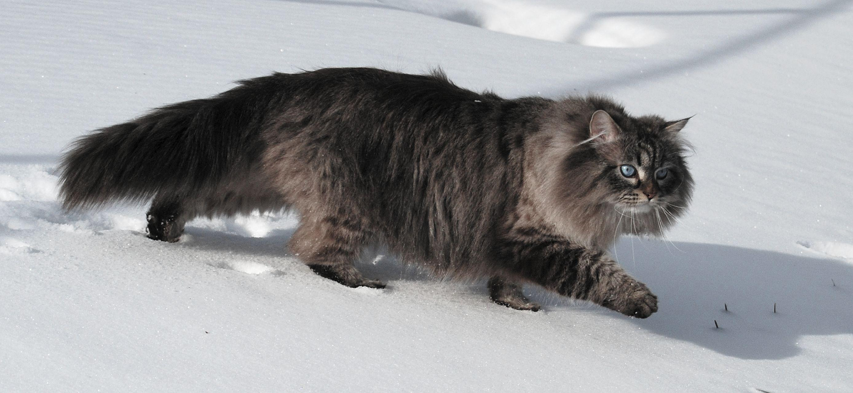 Сибирский возраст. Сибирский Бухарский кот. Сибирская охотничья кошка. Сибирский Крысолов кошка. Шерсть сибирской кошки.